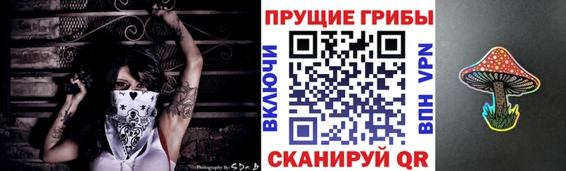 Псилоцибиновые грибы Psilocybine cubensis  Гдов 